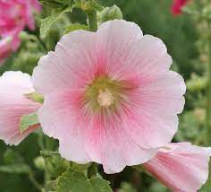 1 Pink Hollyhock.jpg