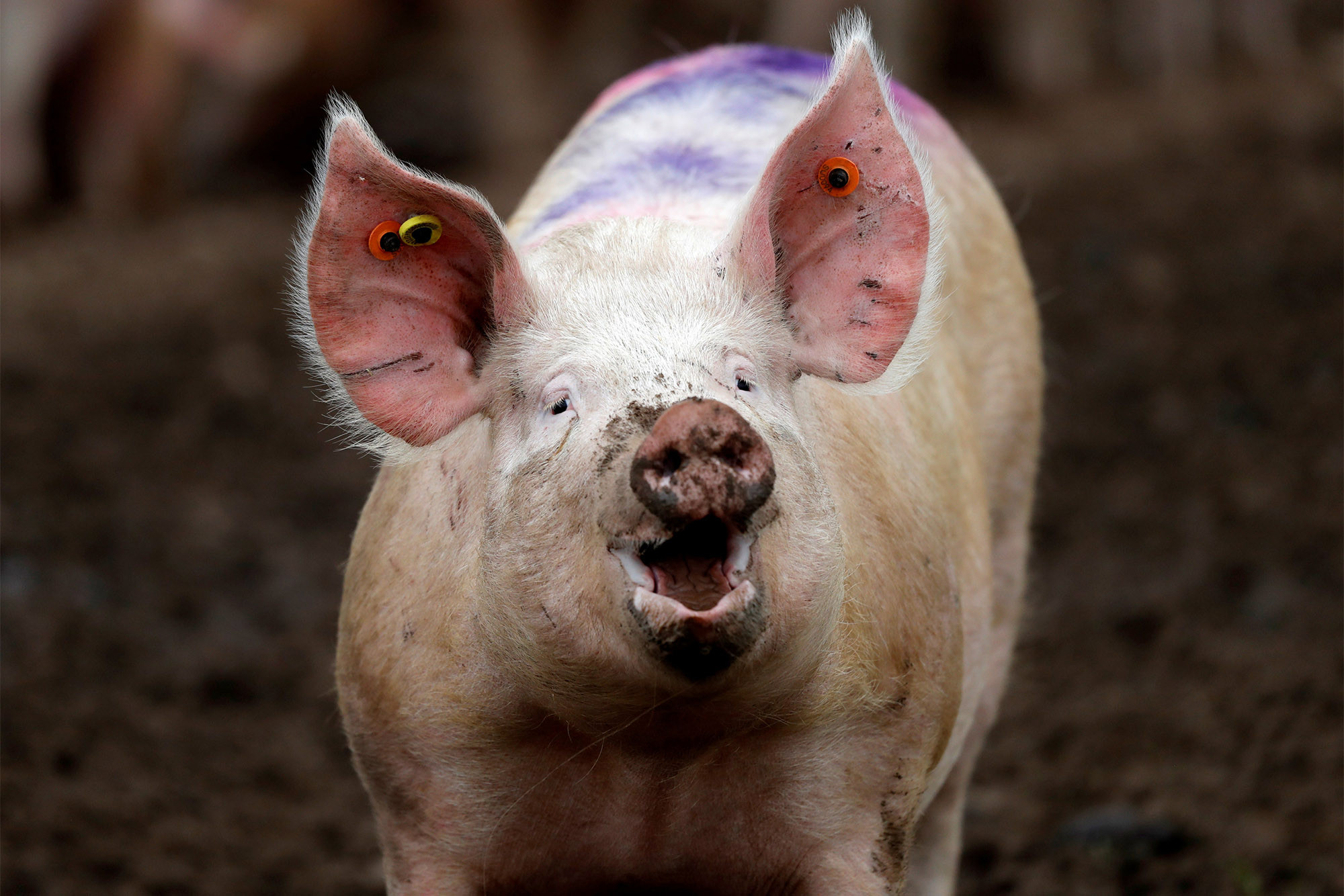 180427-pig-brains-outside-body-feature.jpg