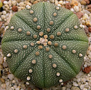180px-Astrophytum_asterias1.jpg