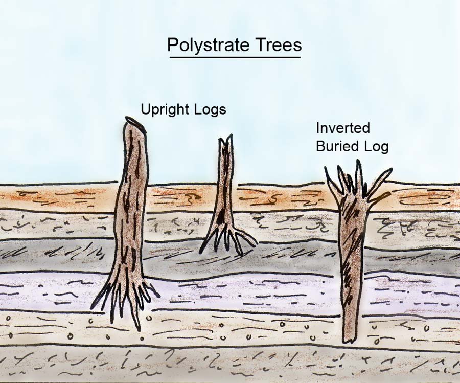 19-polystrate_trees-lrg.jpg