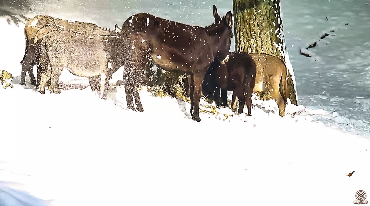 2017-12-10 08_21_55-Donkey Cam - farm animals LIVE _ Explore.org.jpg