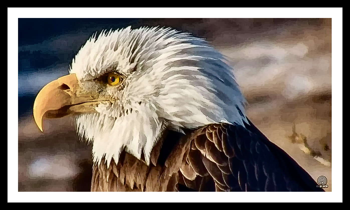 2018-02-04 16_57_05-Decorah Eagles Cam -  Explore.org Modified.jpg