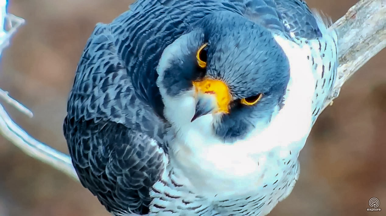 2018-03-28 14_42_06-Falcon Nest Camera - watch live video from a falcon nest box _ Explore.org.jpg