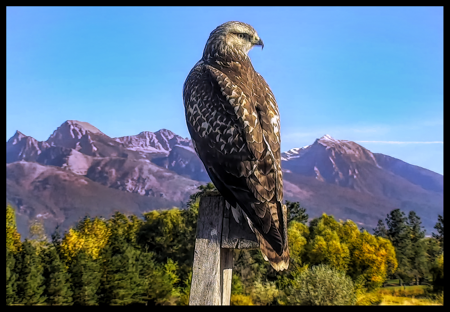 2018-10-03 18_38_06-Osprey Nest Camera - live from Charlo Montana _ Explore.org.jpg