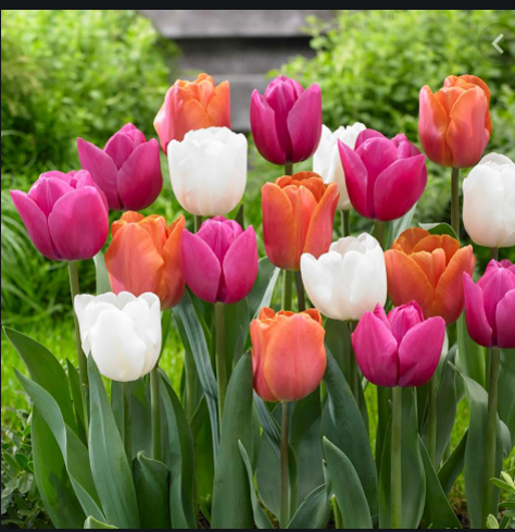 2019-11-24 22.40.29 www.google.com 1e2b53426abf.png