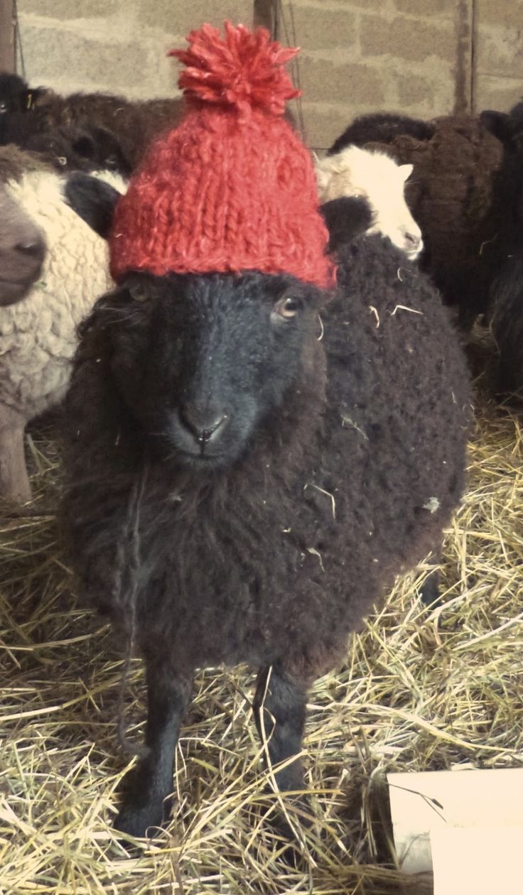40c738dd5e959ab16c51f68000405910--a-sheep-sheep-wool.jpg