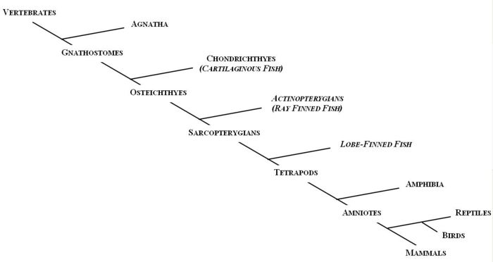 700px-Evolutionary_tree.JPG