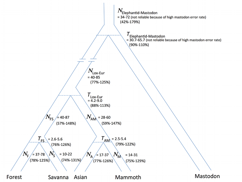 800px-Phylogenetic_Tree_of_Elephants_and_Mammoths_2010.png