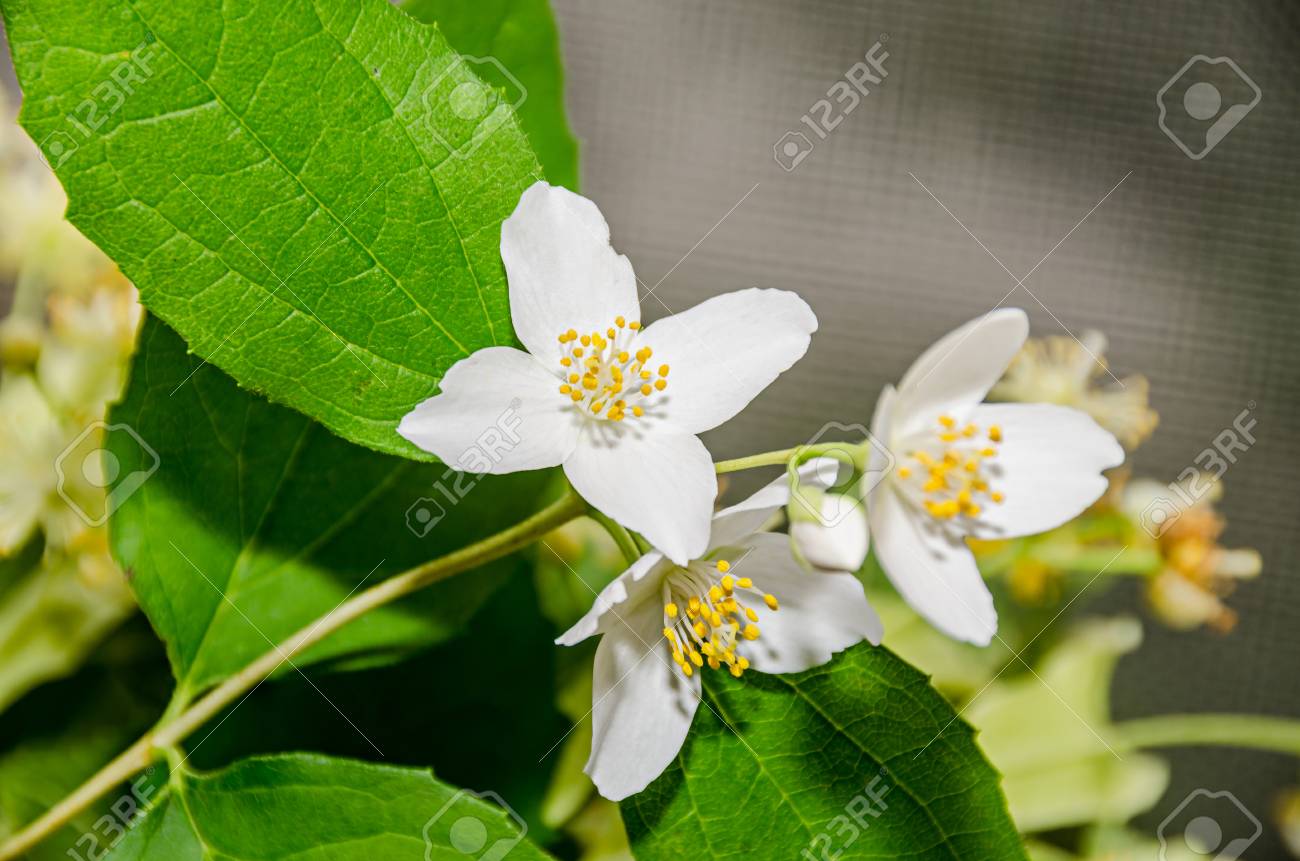 89416055-jasminum-officinale-common-jasmine-white-flowers-bush-olive-family-oleaceae-.jpg