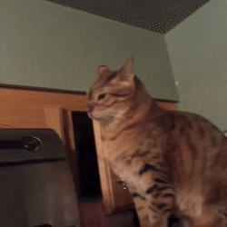 8D8AE58C-63DC-4E5A-80FB-A3A559E7FB78.gif