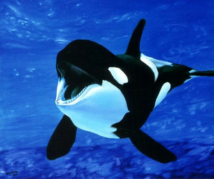 90ea16bca4dd9544531a3c01ef30b66d--killer-whales-orcas.jpg