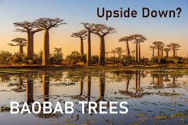 a bobo tree.jpg