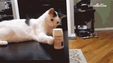 a cat xxxxxx.gif