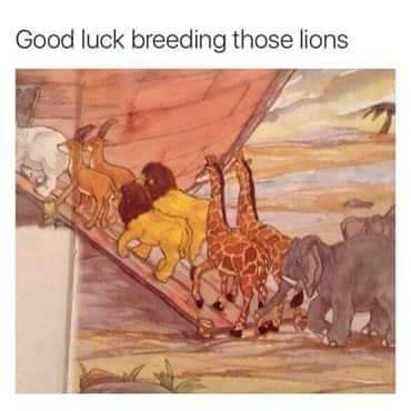 a lions.jpeg