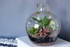 a terrarium.jpg