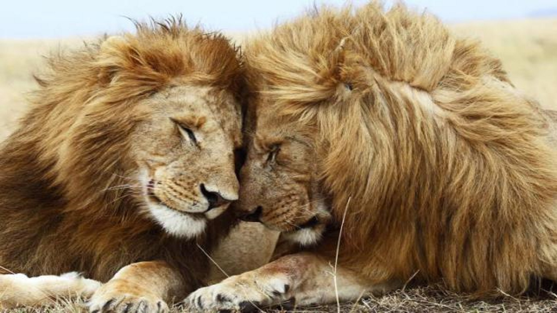 african-lions-love-hd-wallpapers-free.jpg