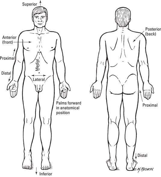 anatomy-physiology-position.jpg