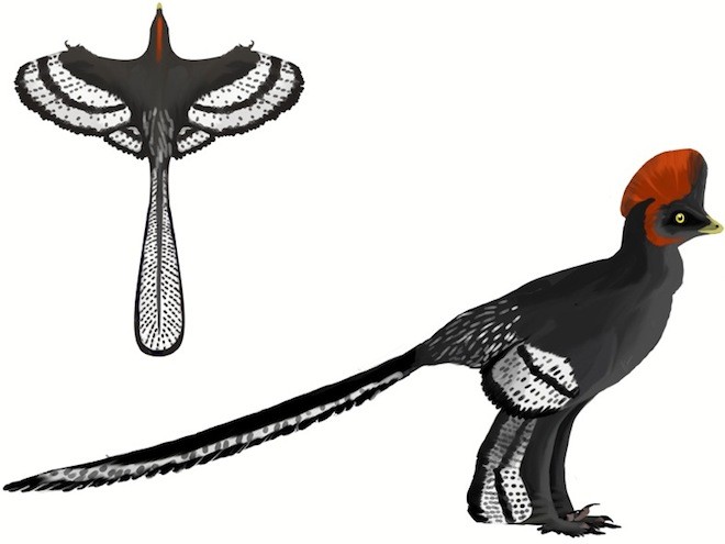 anchiornis.jpg