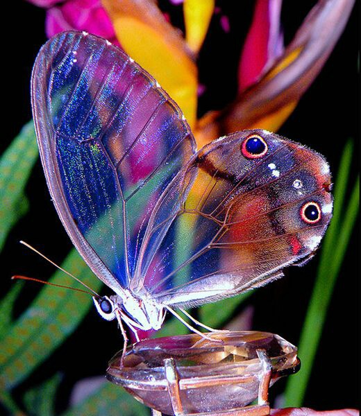 animals-beautiful-beauty-bugs-Favim.com-3779588.jpg