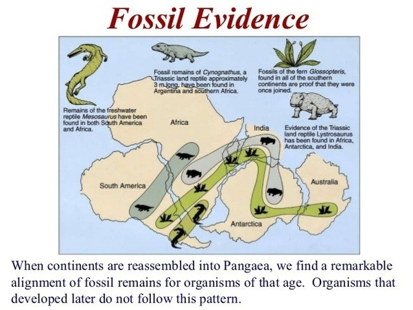 Antarctic fit lizards.jpeg