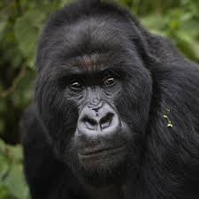 ape.jpeg