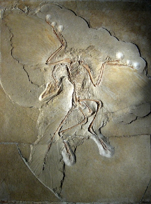archaeopteryx-fossil.jpg