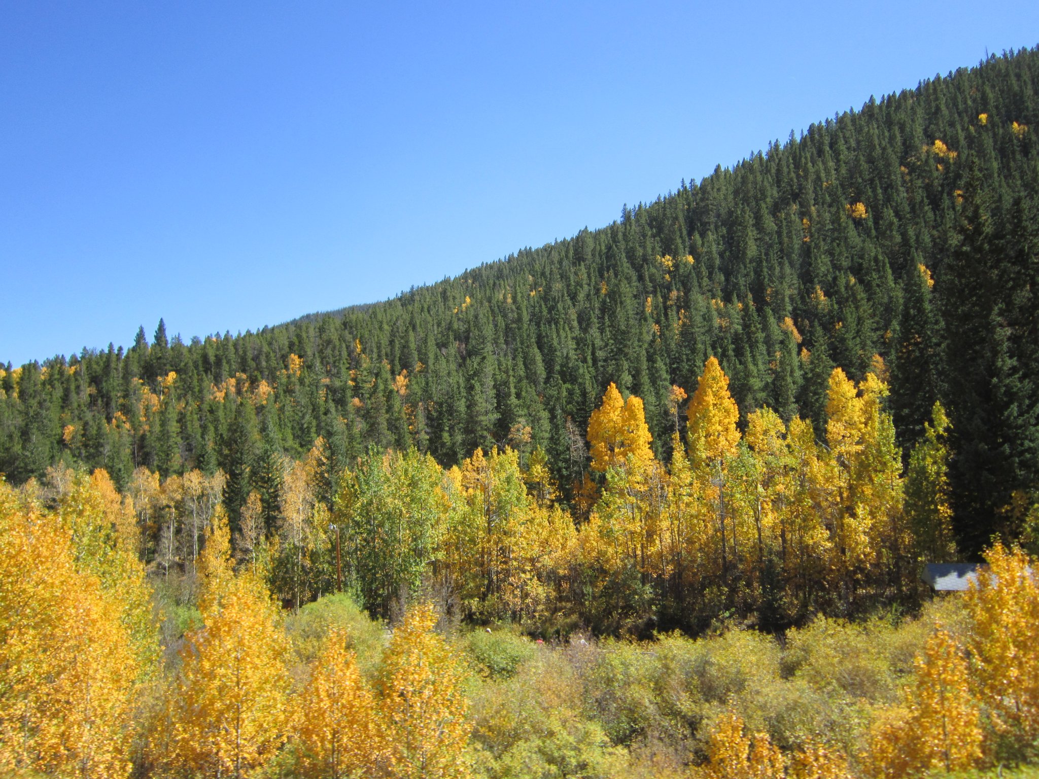 Aspen Trees.JPG
