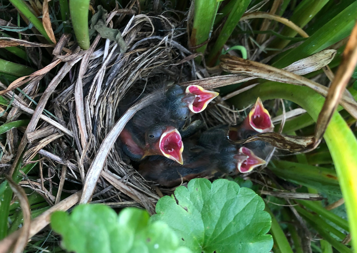 Baby Birds.jpeg