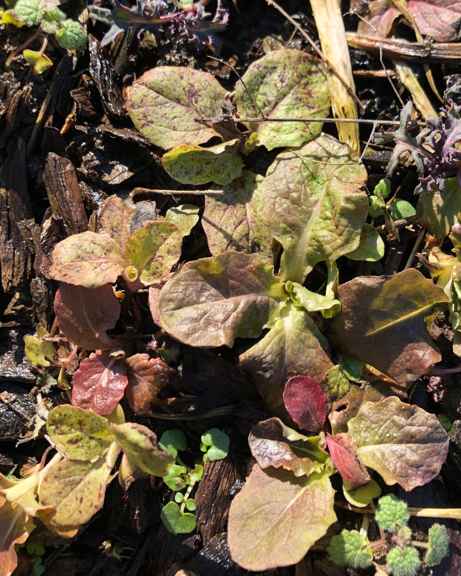 Baby lettuce Popping up.jpeg