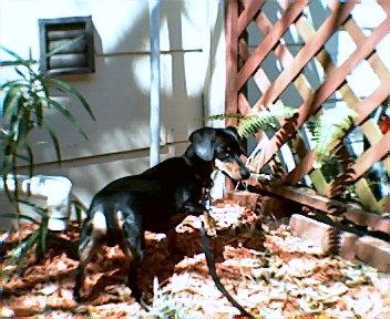 Babygirl Next To Fence 211.jpg