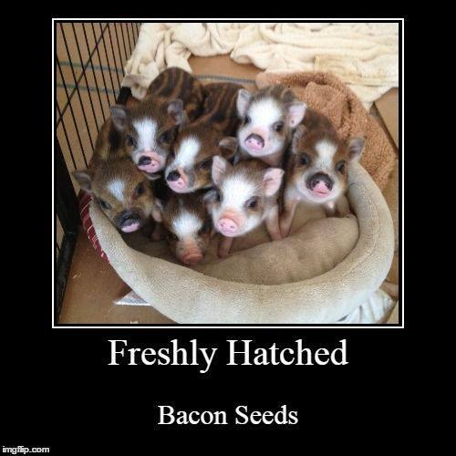 bacon seeds.png