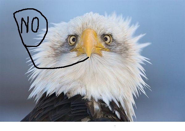 bald-eagle-lefunny.net_.png