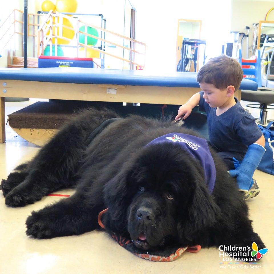 bart therapy dog.jpg