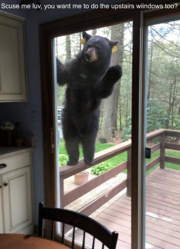 bearwindow.jpg