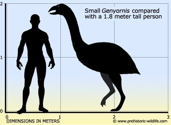 bird.png