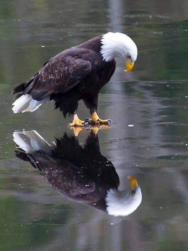 bird-reflected.jpg