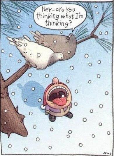 Bird Thinking.jpg