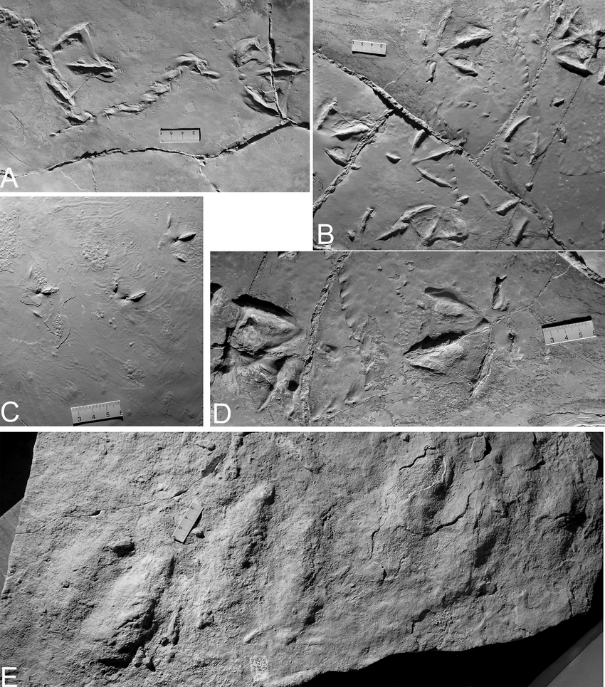 Bird-tracks-from-the-Eocene-Green-River-Formation-from-central-Utah-Soldier-Summit-and.png