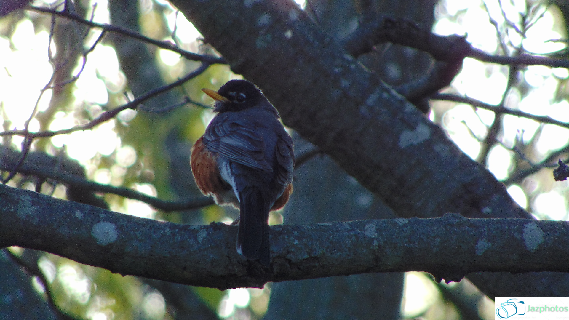 Bird1.PNG