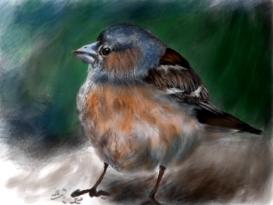 birdeefixres.png