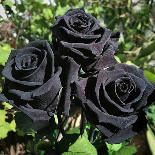Black Rose 2.jpg