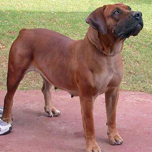 Boerboel-History-01.jpg