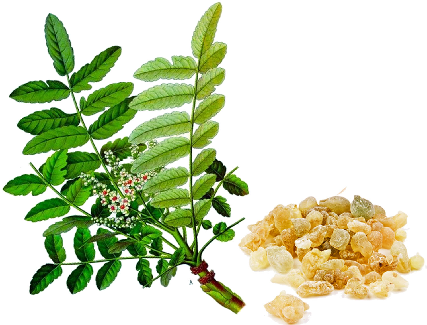 Boswellia Frankincense.jpg