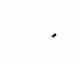 Bug 1.gif