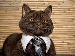 business cat.jpg