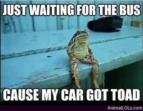 Car Toad.jpg