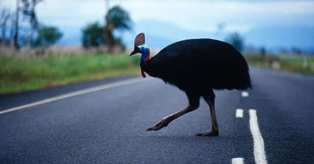 cassowary_main.jpg