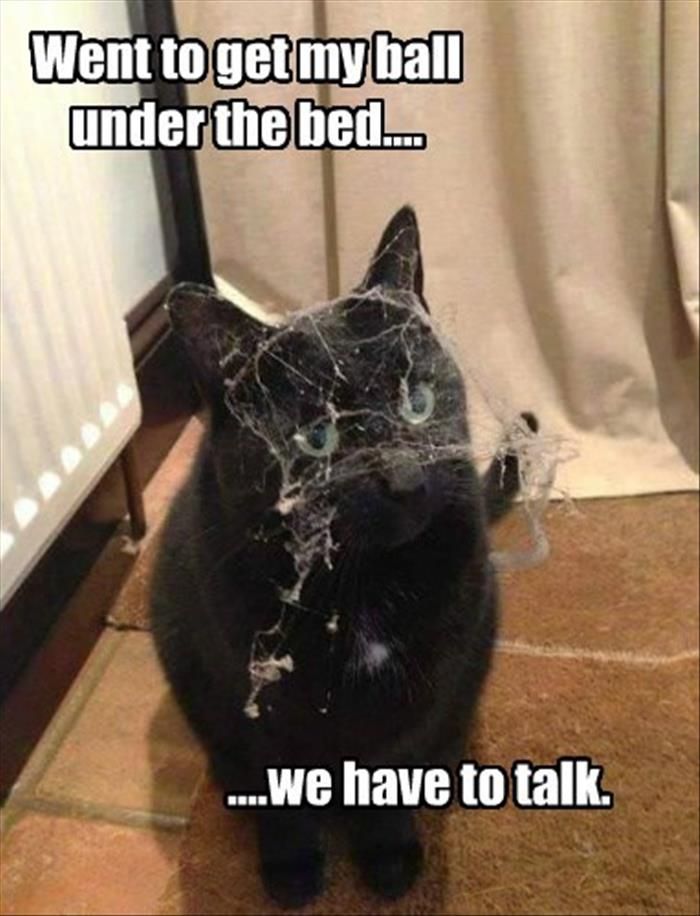 Cat 7.jpg