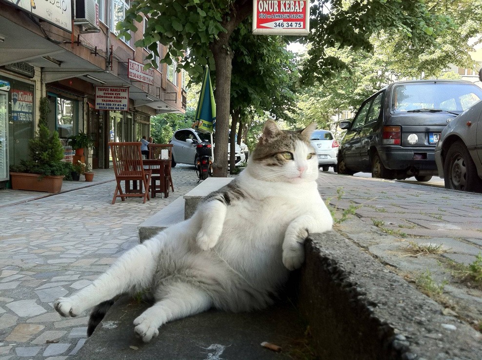 cat-chilling-on-the-sidewalk.jpg