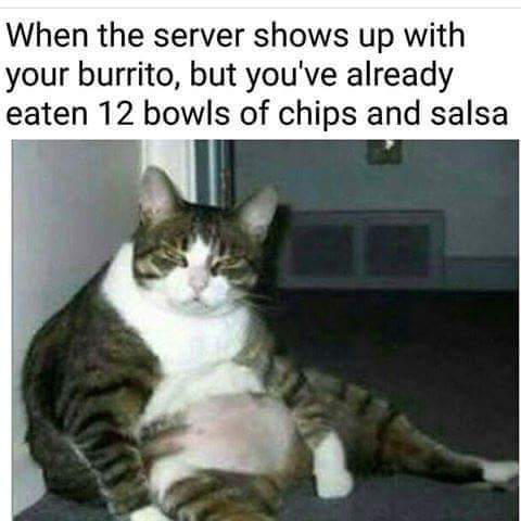 Cat -- Chips and Salsa.jpg